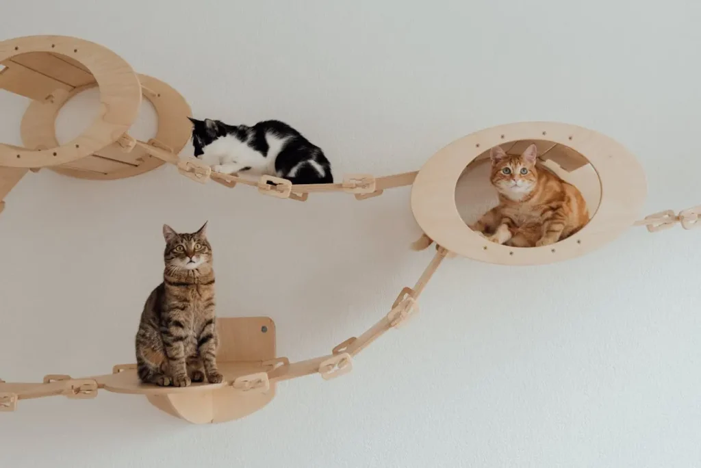 3 Gatos