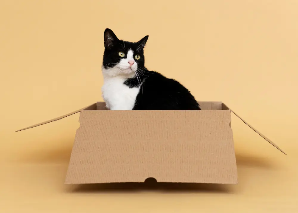 6 Tópicos Sobre Gatos e Caixas: Por que Gatos Amam Caixas? A Psicologia Por Trás Dessa Paixão 3 gato frajola em uma caixa de papelao