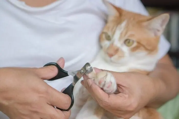 Como Cortar as Unhas de Gato: 10 motivos para aparar as garras de seu felino 13 ato tigrado branco e laranja posicionado da meneira correta para cortar a aunha