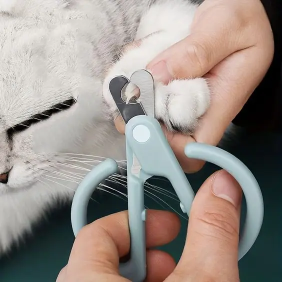 Como Cortar as Unhas de Gato: 10 motivos para aparar as garras de seu felino 12 ato tigrado branco posicionado da meneira correta para cortar a aunha