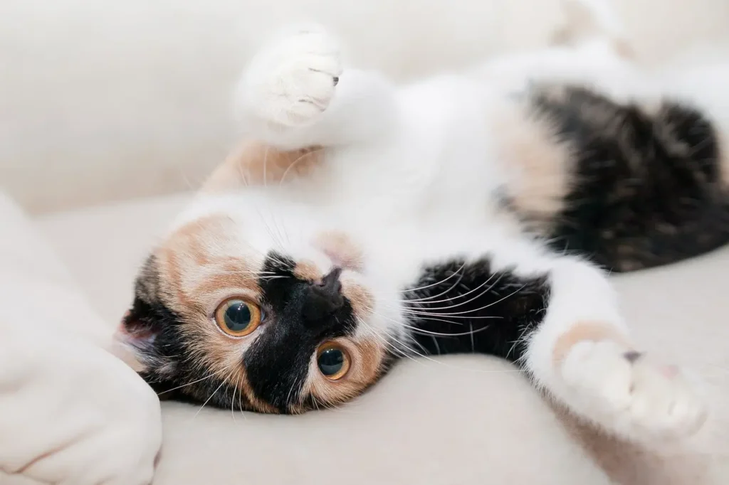 O Comportamento dos Gatos em cima de uma cadeira