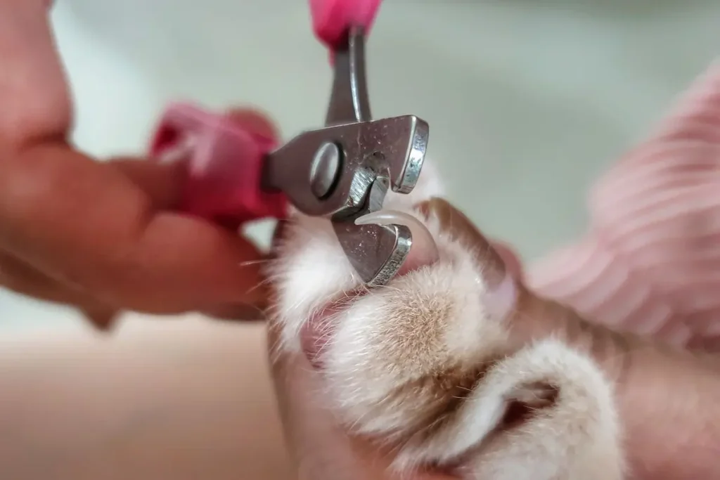 Como Cortar as Unhas de Gato: 10 motivos para aparar as garras de seu felino 10 cortando a unha de um gato