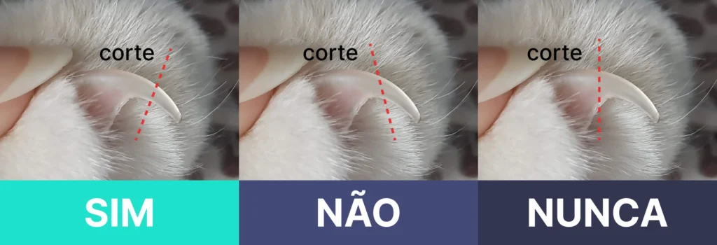 Como Cortar as Unhas de Gato: 10 motivos para aparar as garras de seu felino 14 diagrama que mostra onde cortar a unha do gato