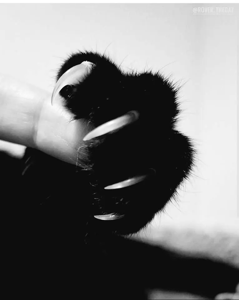 Como Cortar as Unhas de Gato: 10 motivos para aparar as garras de seu felino 3 garras de gato preto