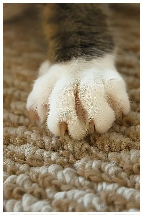 Como Cortar as Unhas de Gato: 10 motivos para aparar as garras de seu felino 4 garras de gato tigrado