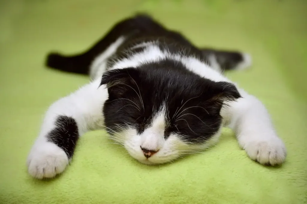 Alimentação para Gatos: 4 Tópicos que Você Precisa Conhecer 4 gatinho bebe dormindo em uma manta verde