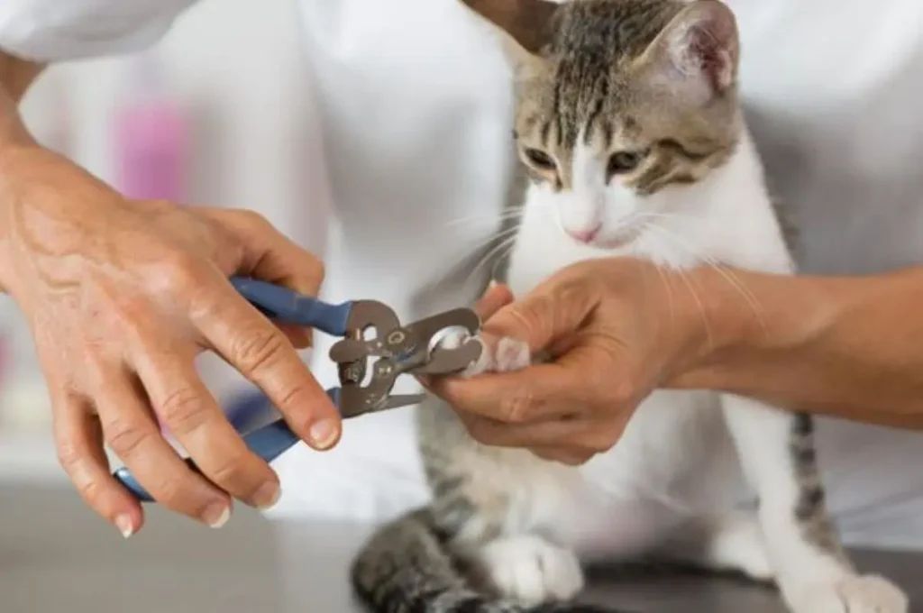 como cortar as unhas de gato gatinho observando a tutora cortando suas unhas