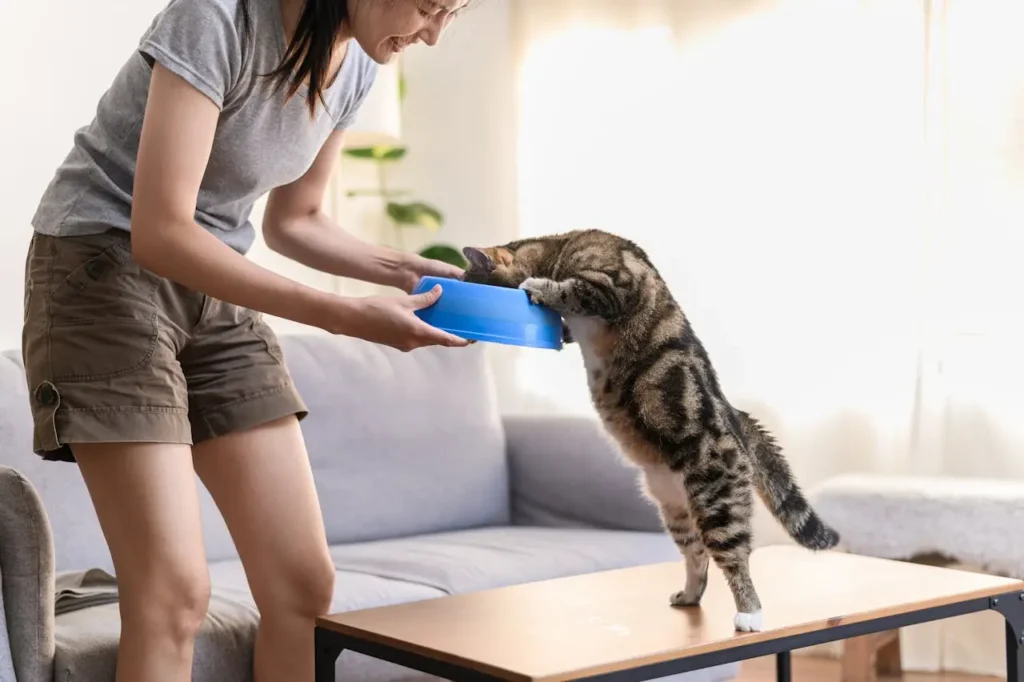 Alimentação para Gatos: 4 Tópicos que Você Precisa Conhecer