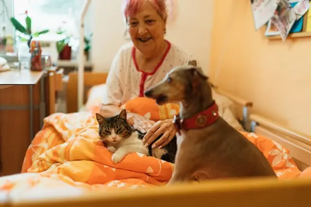 Gatos e Saúde Mental: 9 Tópicos Sobre o Poder Terapêutico dos Felinos 3 gatino e cachorro