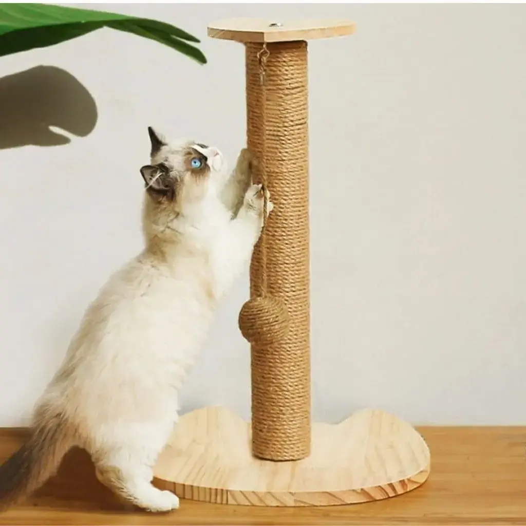 Como Cortar as Unhas de Gato: 10 motivos para aparar as garras de seu felino 8 gato branco utilizando um arranhador