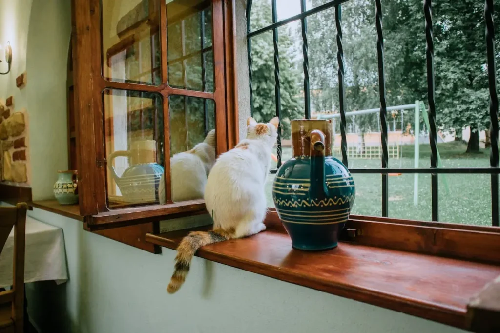Gatos em Apartamentos: Como Criar um Ambiente Estimulante em Espaços Pequenos 3 gato branquinho na janela