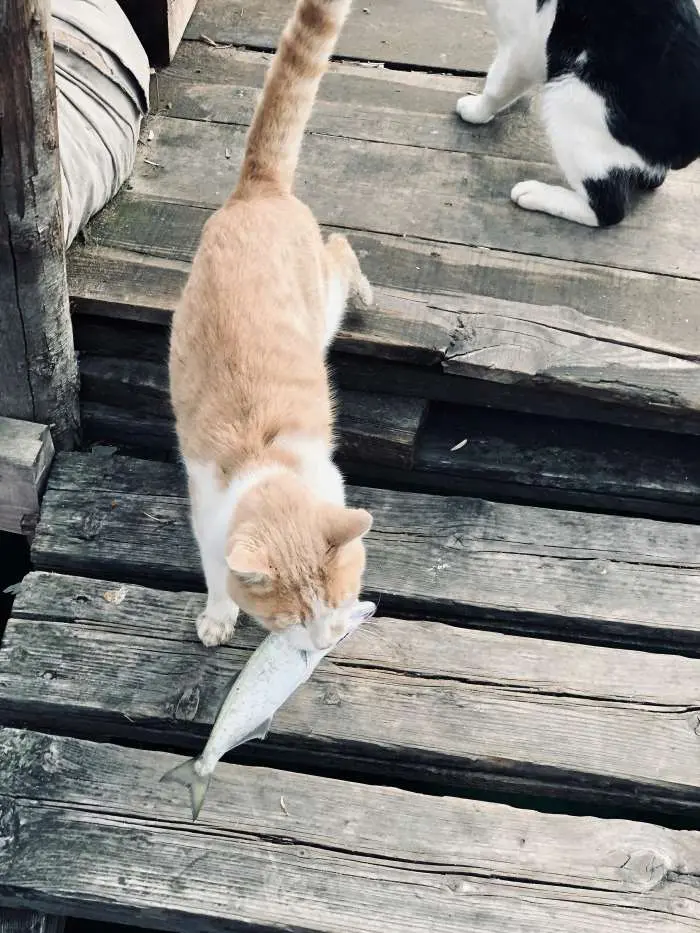 Alimentação Natural para Gatos: Dicas Essenciais para uma Dieta Natural e Balanceada 4 gato brnaco e laranja comendo um peixe cru alimentacao natural para gatos