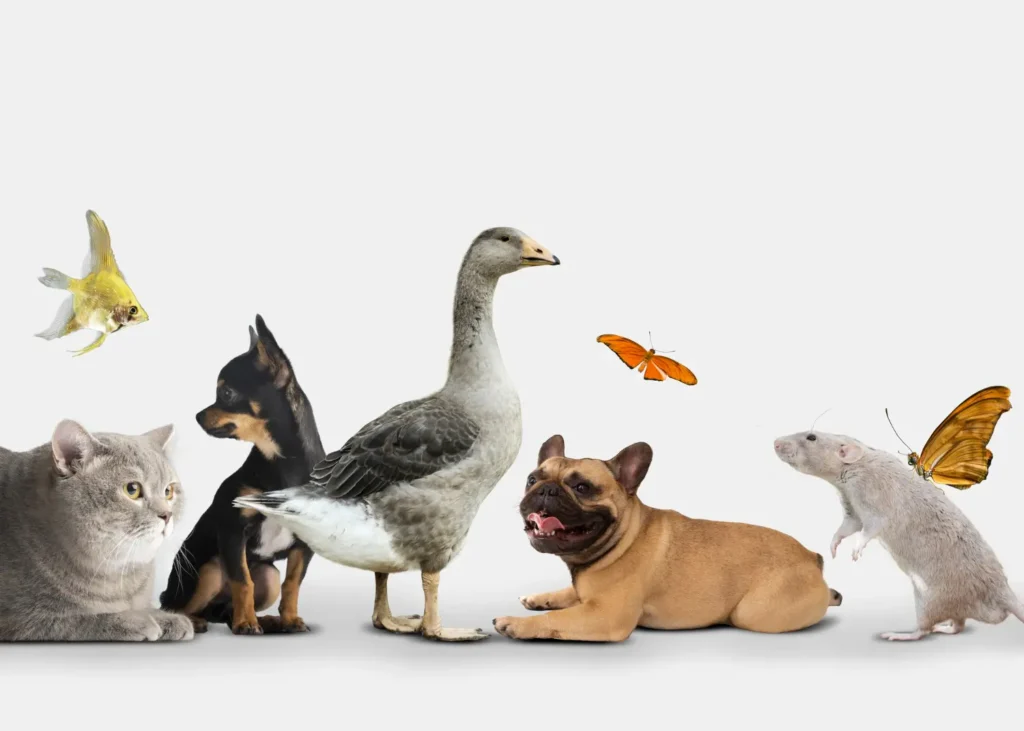 Gato e Cachorro Juntos: Dicas para uma Convivência Harmoniosa com Outros Animais 3 gato cachorro pato cachorro rato gato e cachorro juntos