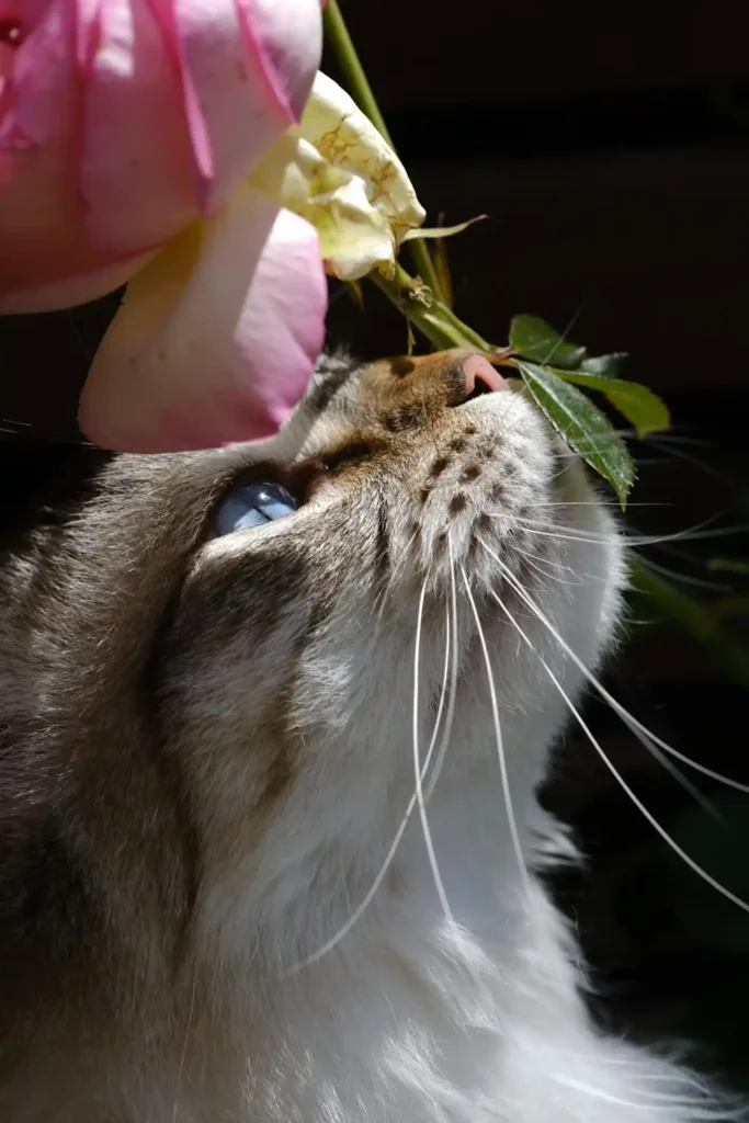 Brincadeiras para Gatos: 4 Temas Importantes seu Felino 9 Gato cheirando uma flor rosa ao ar livre