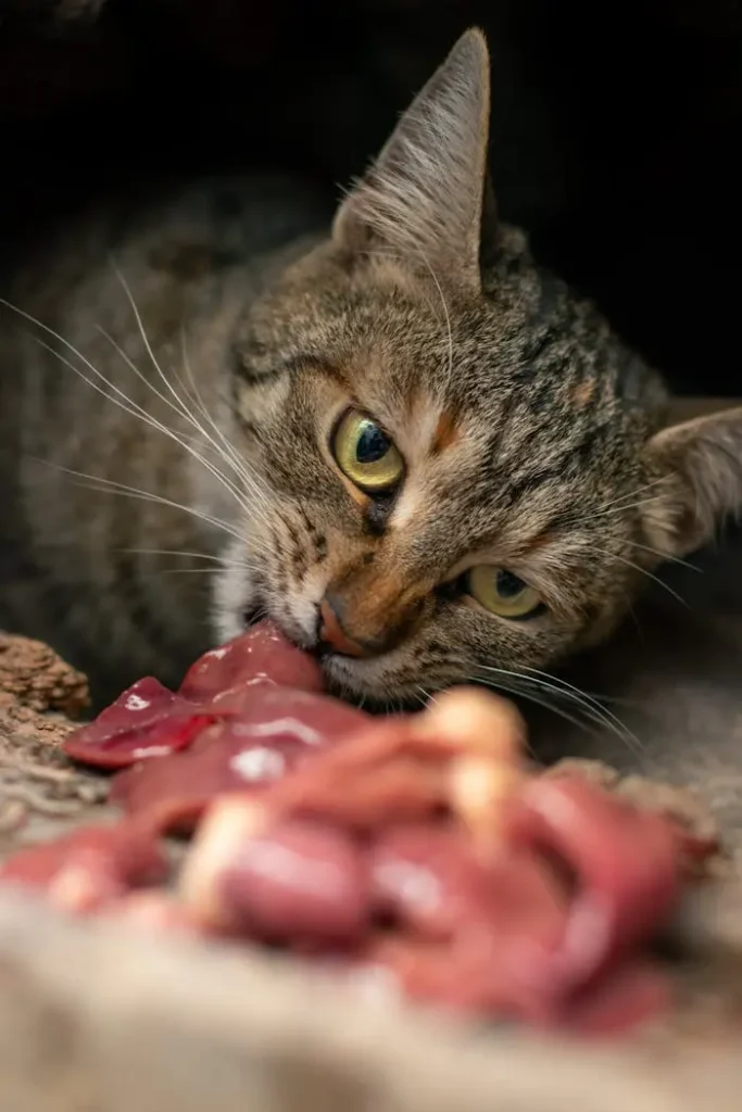 Alimentação Natural para Gatos: Dicas Essenciais para uma Dieta Natural e Balanceada 5 gato cinza comendo carne crua alimentacao natural para gatos