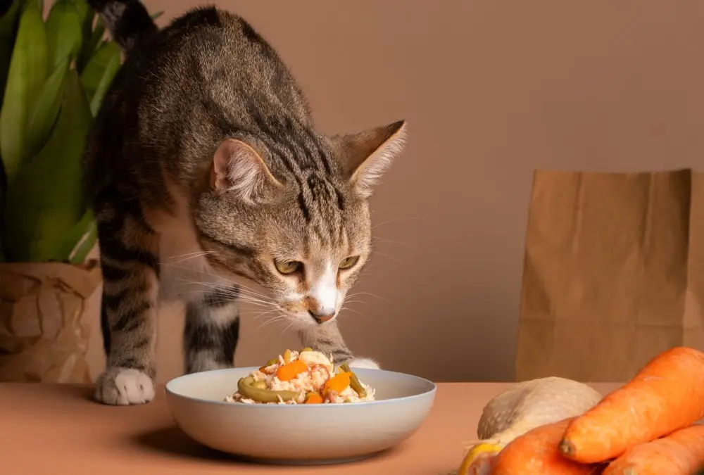 gato-cinza-tigrado-cheirando-um-prato-com-alimentacao-natural-para-gatos