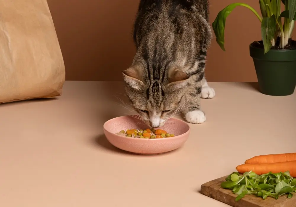 Alimentação Natural para Gatos: Dicas Essenciais para uma Dieta Natural e Balanceada 3 gato cinza tigrado comendo alimentacao natural para gatos