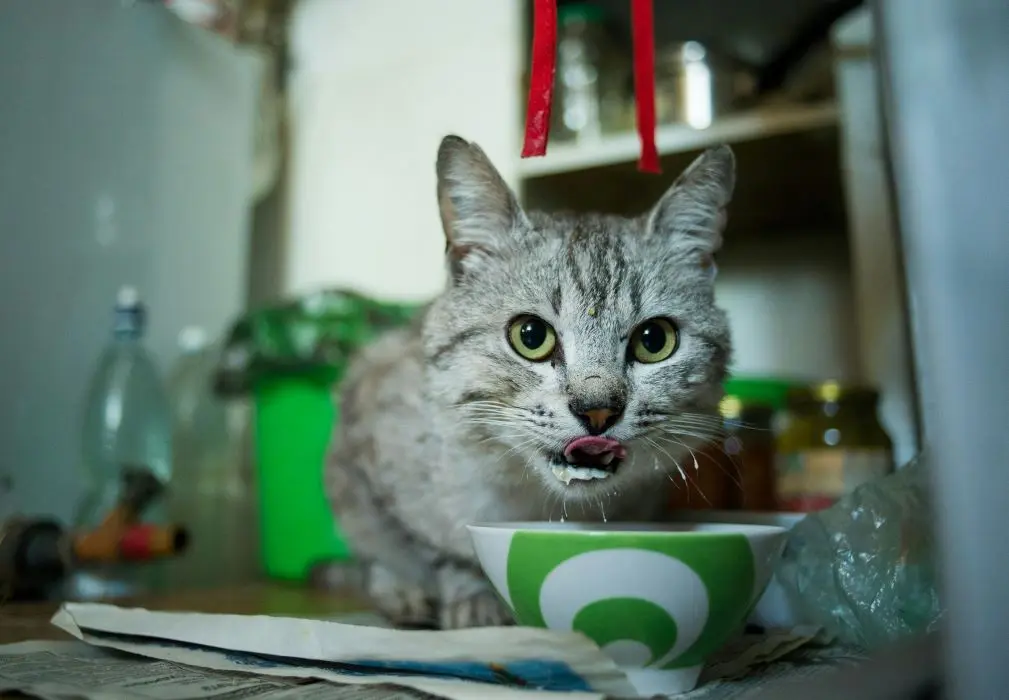 Alimentação Natural para Gatos: Dicas Essenciais para uma Dieta Natural e Balanceada 6 gato cinza tomando leite em uma tigela branca e verde alimentacao natural para gatos