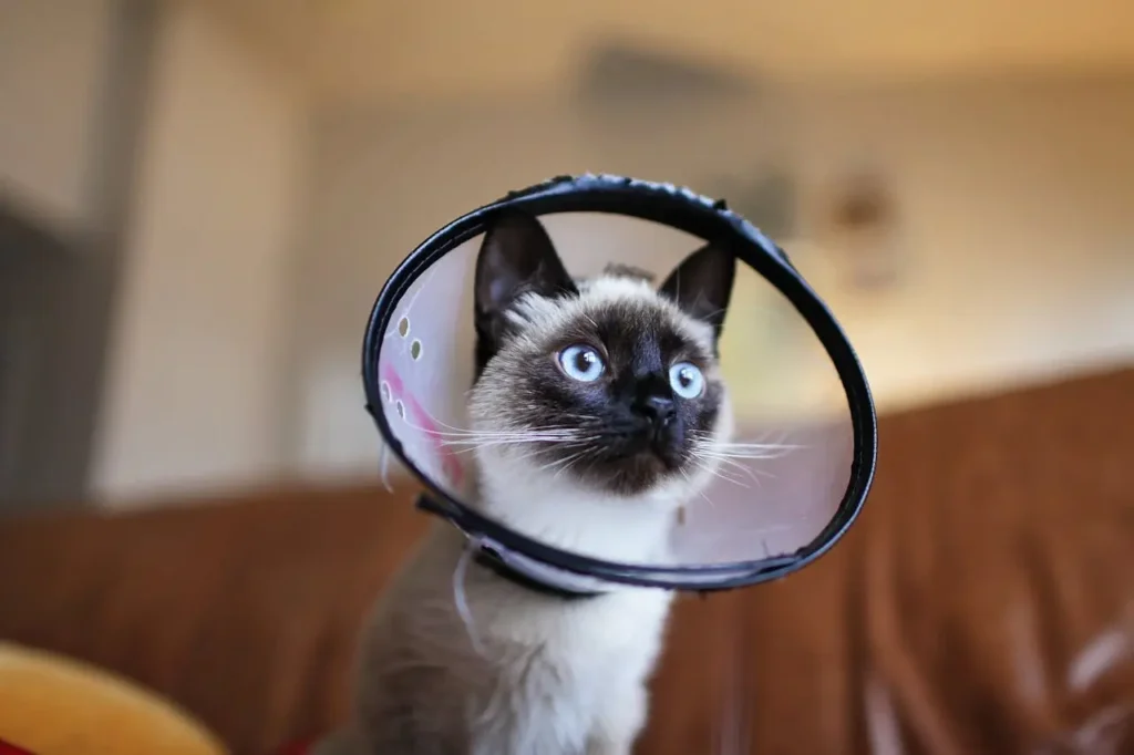 Castração de Gatos: Um Ato de Amor e Responsabilidade 3 gato cone