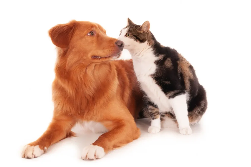 Gato e Cachorro juntos