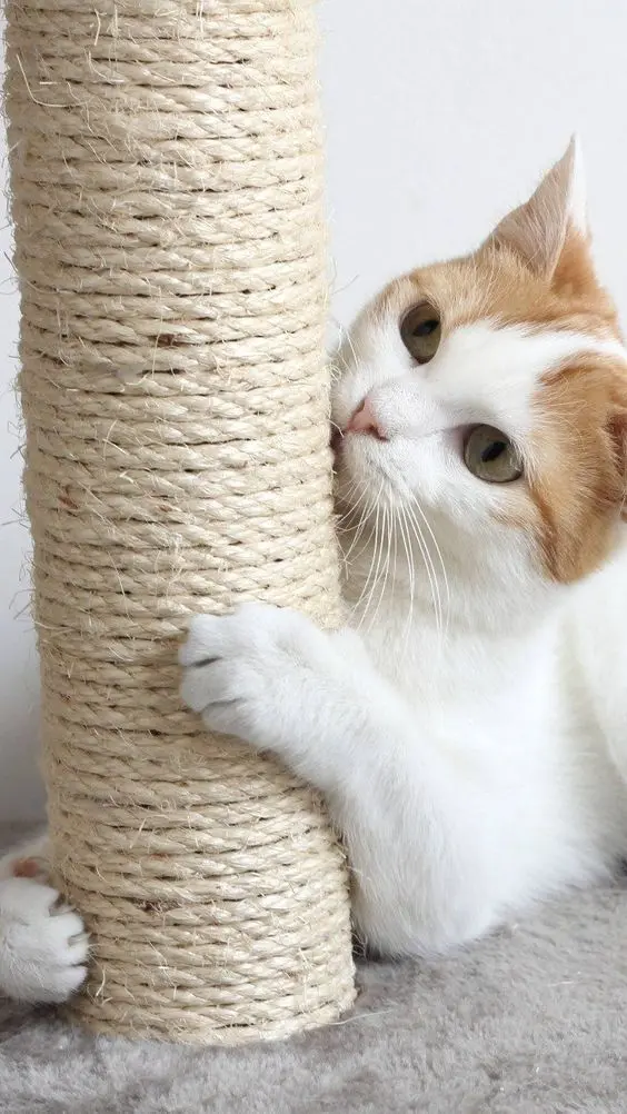 Como Cortar as Unhas de Gato: 10 motivos para aparar as garras de seu felino 7 gato e vermelho branco utilizando um arranhador