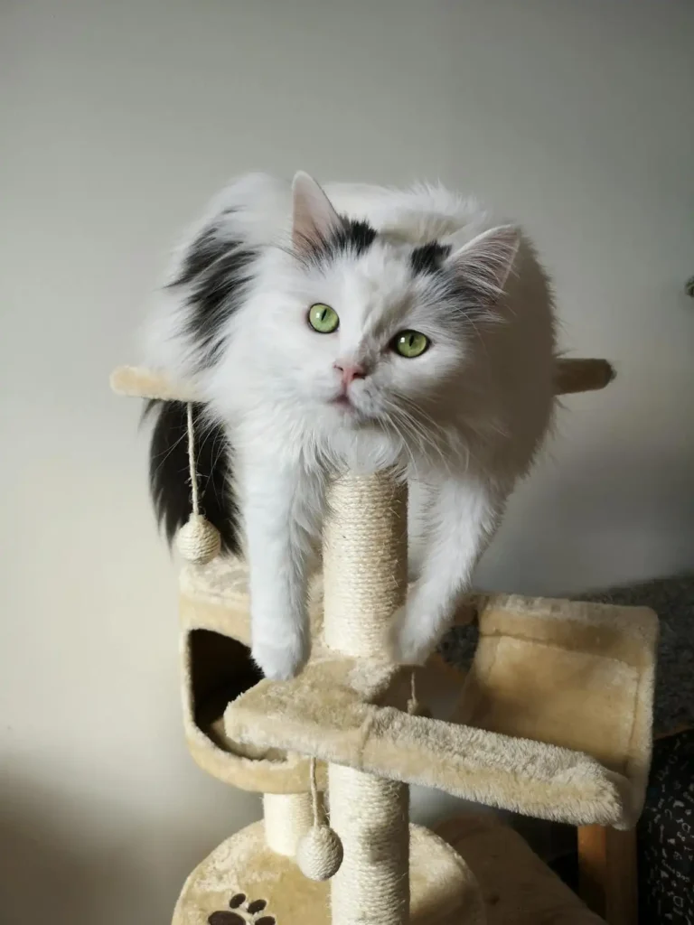 Brincadeiras para Gatos: 4 Temas Importantes seu Felino 6 Gato branco e preto descansando em um arranhador de pelúcia