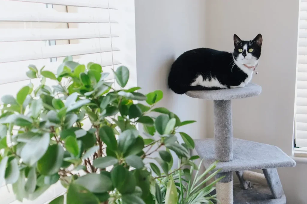 Gatos em Apartamentos