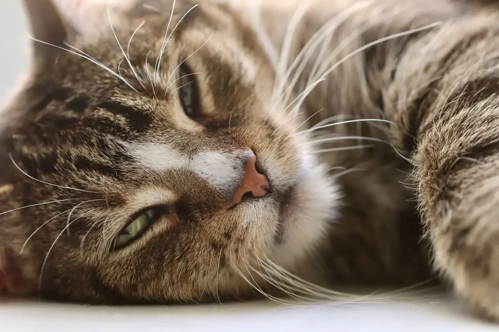 Rotina de Cuidados para Gatos Envelhecendo: Como Melhorar a Qualidade de Vida