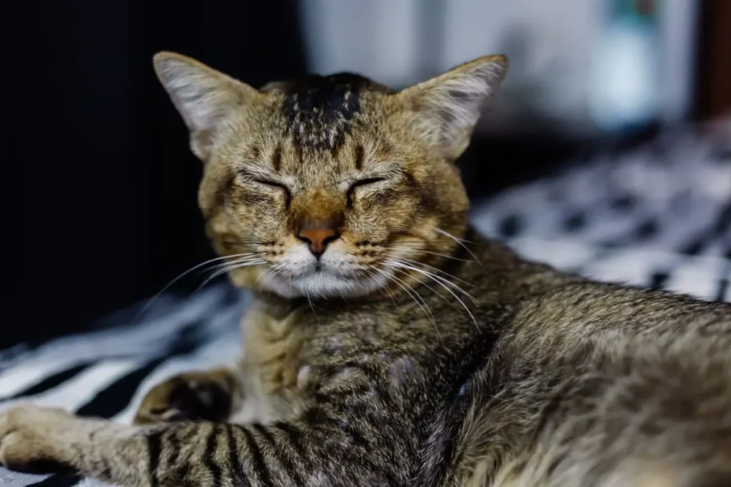 Alimentação para Gatos: 4 Tópicos que Você Precisa Conhecer 5 gato idoso tigrado com olhos fechados