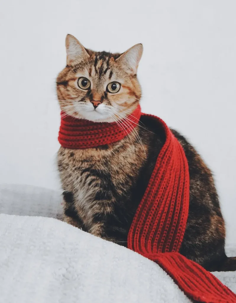 Alimentação para Gatos: 4 Tópicos que Você Precisa Conhecer 3 gato jovem sentado olhando para voce com um lenco vermelho no pescoco