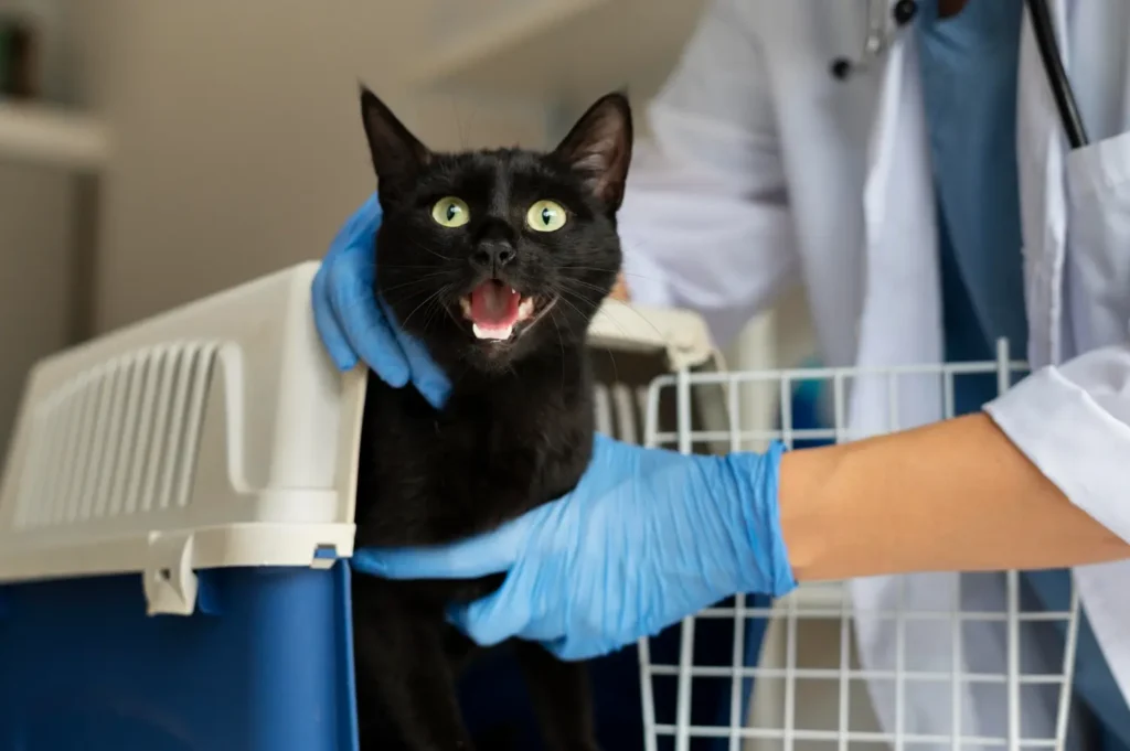 Castração de Gatos
