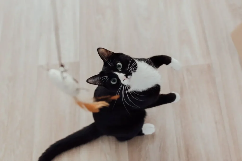 gato-preto-branco-brincando-com-uma-varinha-adote-um-gatinho gato-preto-branco-brincando-com-uma-varinha-adote-um-gatinho