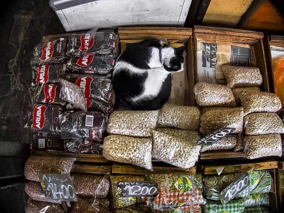 Alimentação Natural para Gatos: Dicas Essenciais para uma Dieta Natural e Balanceada 8 gato preto e branco em meio a pacotes de graos alimentacao natural para gatos 1