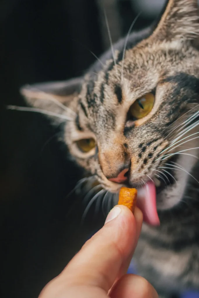 Brincadeiras para Gatos: 4 Temas Importantes seu Felino 8 Gato comendo um petisco oferecido por uma pessoa