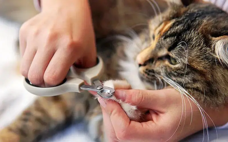 Como Cortar as Unhas de Gato: 10 motivos para aparar as garras de seu felino 11 gato tigrado marron posicionado da meneira correta para cortar a aunha