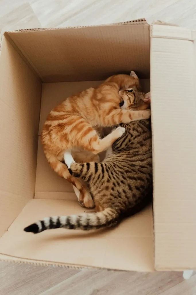 Brincadeiras para Gatos: 4 Temas Importantes seu Felino 3 Dois gatos brincando juntos dentro de uma caixa de papelão