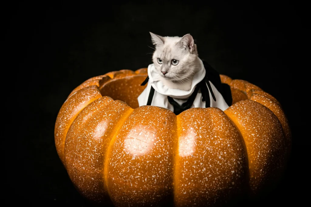 gatos e doces de Halloween