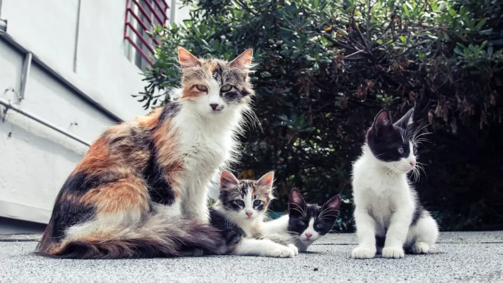 mae e filhos