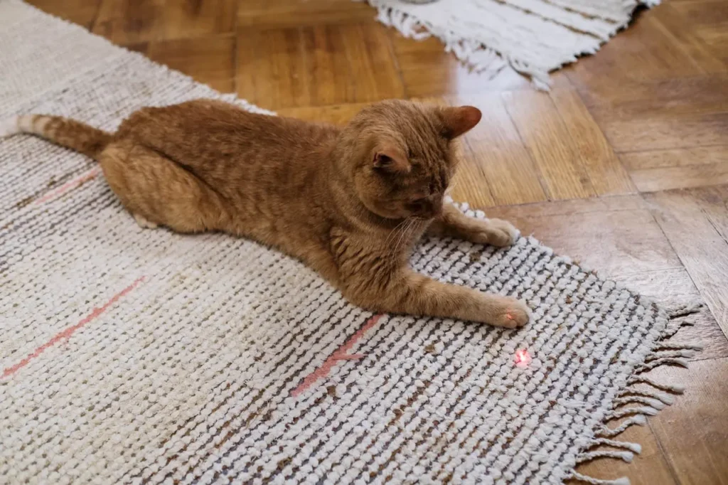 brincadeiras para gatos, laser para gatos, estímulo felino, comportamento felino, atividades para gatos