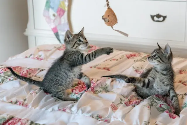 Crescimento dos Gatinhos: 5 Tópicos Sobre a Fascinante Transformação de Felinos 3 pexels pixabay 160755 1