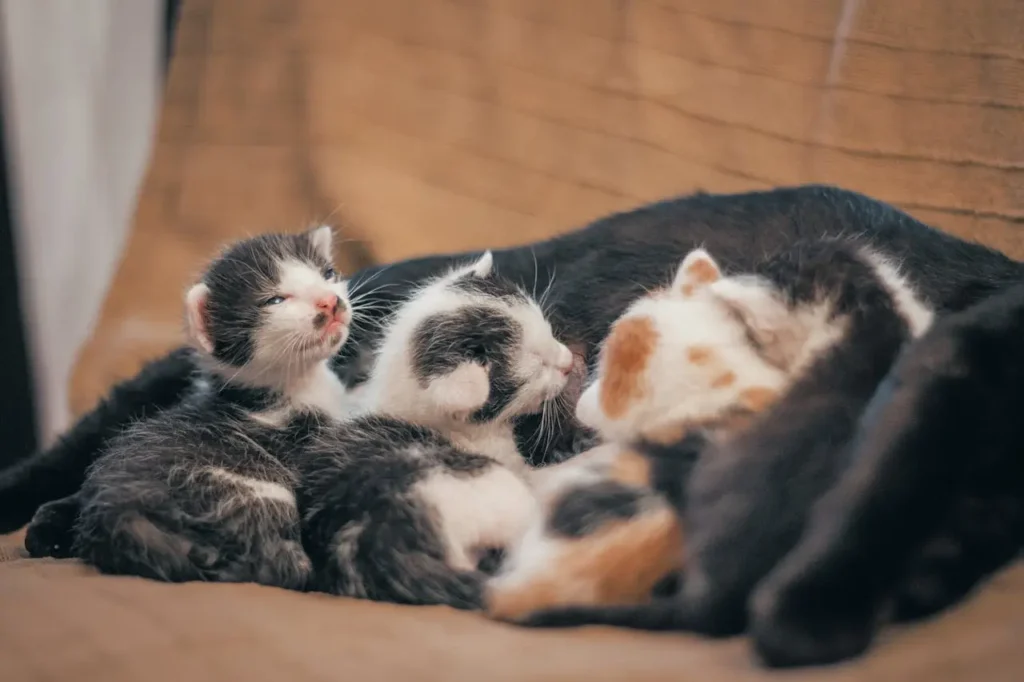 Cuidados com Gatos Filhotes