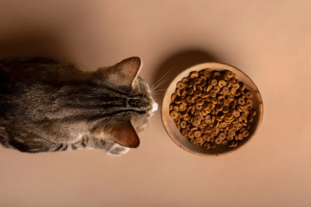 um-gatinho-visto-de-cima-tigrado-observando-um-pote-de-racao-alimentacao-para-gatos um-gatinho-visto-de-cima-tigrado-observando-um-pote-de-racao-alimentacao-para-gatos