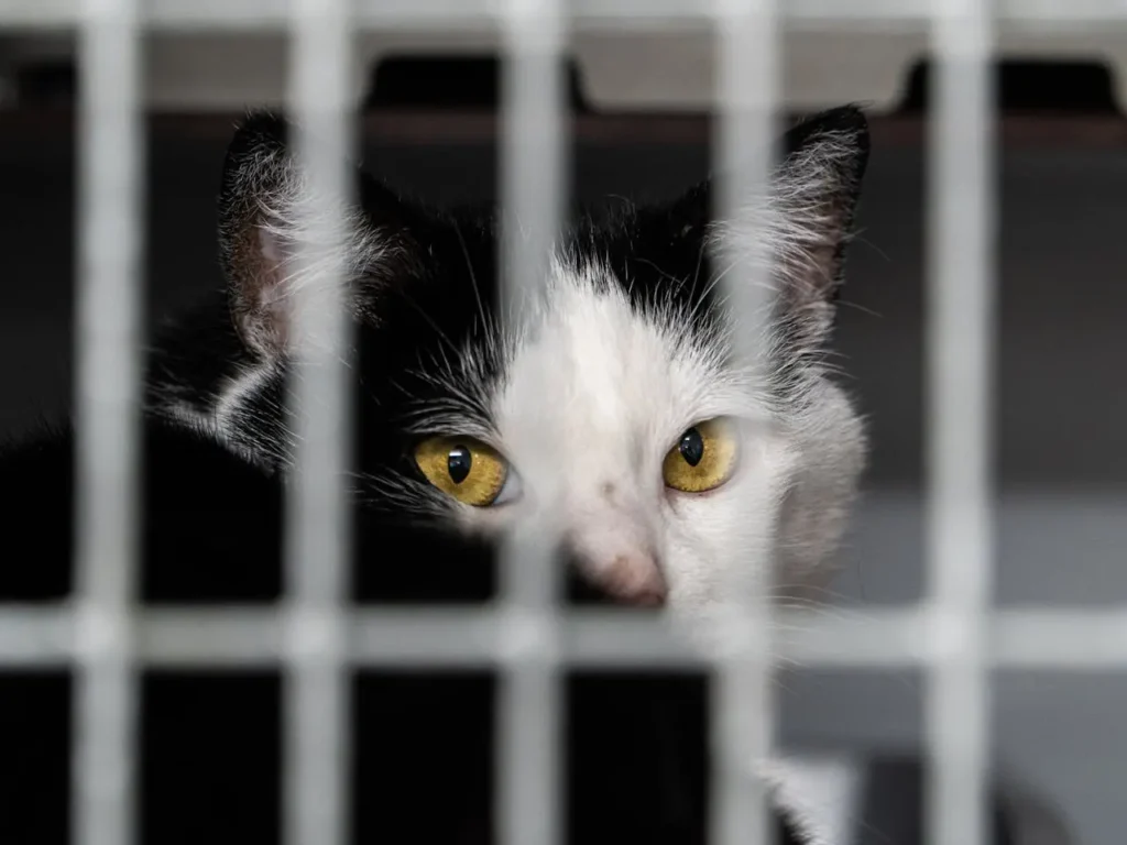 um-gato-preto-e-branco-no-fundo-de-uma-gaiola-adote-um-gatinho um-gato-preto-e-branco-no-fundo-de-uma-gaiola-adote-um-gatinho