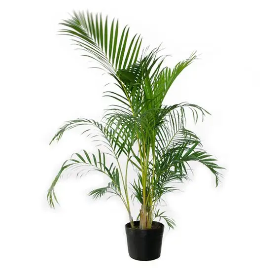 Gatos e Plantas: Um Guia Completo para Manter Seu Felino Seguro e o Ambiente Verde 6 Palmeira bambu