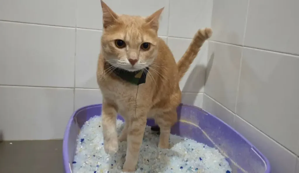 Gato laranja em caixa de areia de sílica, olhando para a câmera.