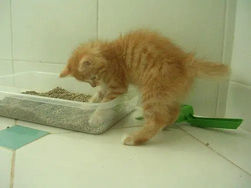 Como educar um gato? 5 b103c2f445cd0facea733f8ba7465498 1