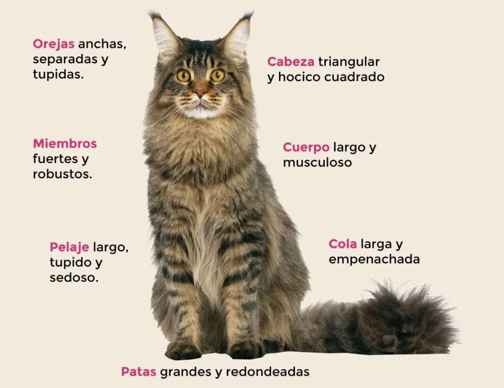 Maine Coon: O Gigante Gentil do Mundo Felino 4 Descrição detalhada das características físicas do gato Maine Coon, incluindo orelhas largas, corpo musculoso e pelagem longa.