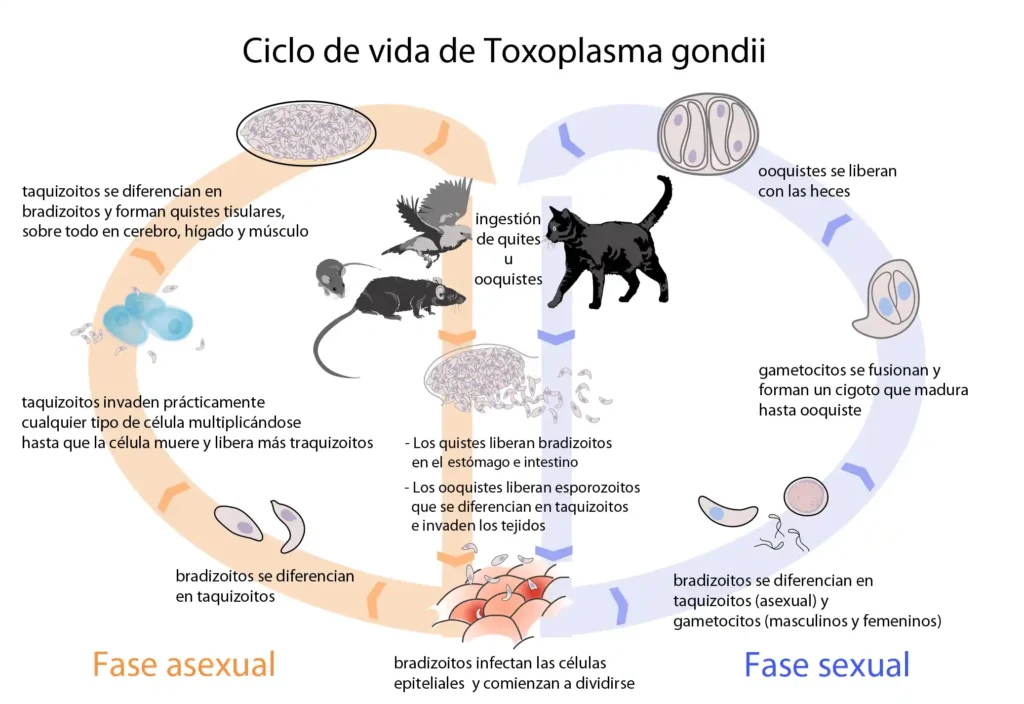 Toxoplasmose em Gatos: Um Guia para Tutores e Criadores 3 Esquema do ciclo de vida do Toxoplasma gondii mostrando fases sexual e assexual em gatos, roedores e aves.