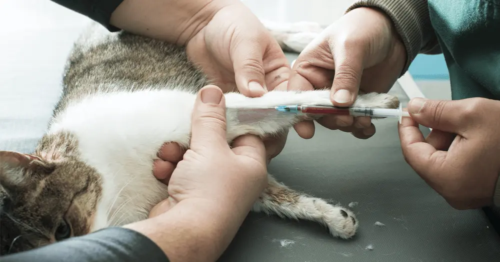 FIV e FeLV: 3 Mitos e Verdades. Que o Tutor Precisa Saber? 4 Coleta de sangue em um gato para realização de exame veterinário, com dois profissionais segurando a pata e utilizando uma seringa.