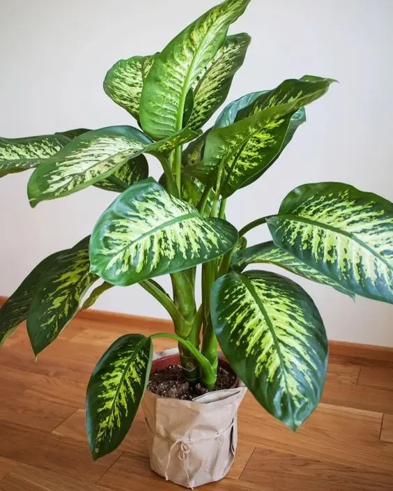 Gatos e Plantas: Um Guia Completo para Manter Seu Felino Seguro e o Ambiente Verde 7 comigo ninguem pode